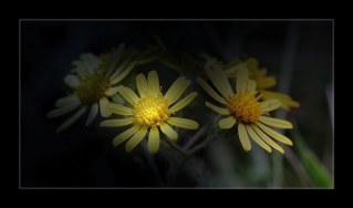 fleur_4675